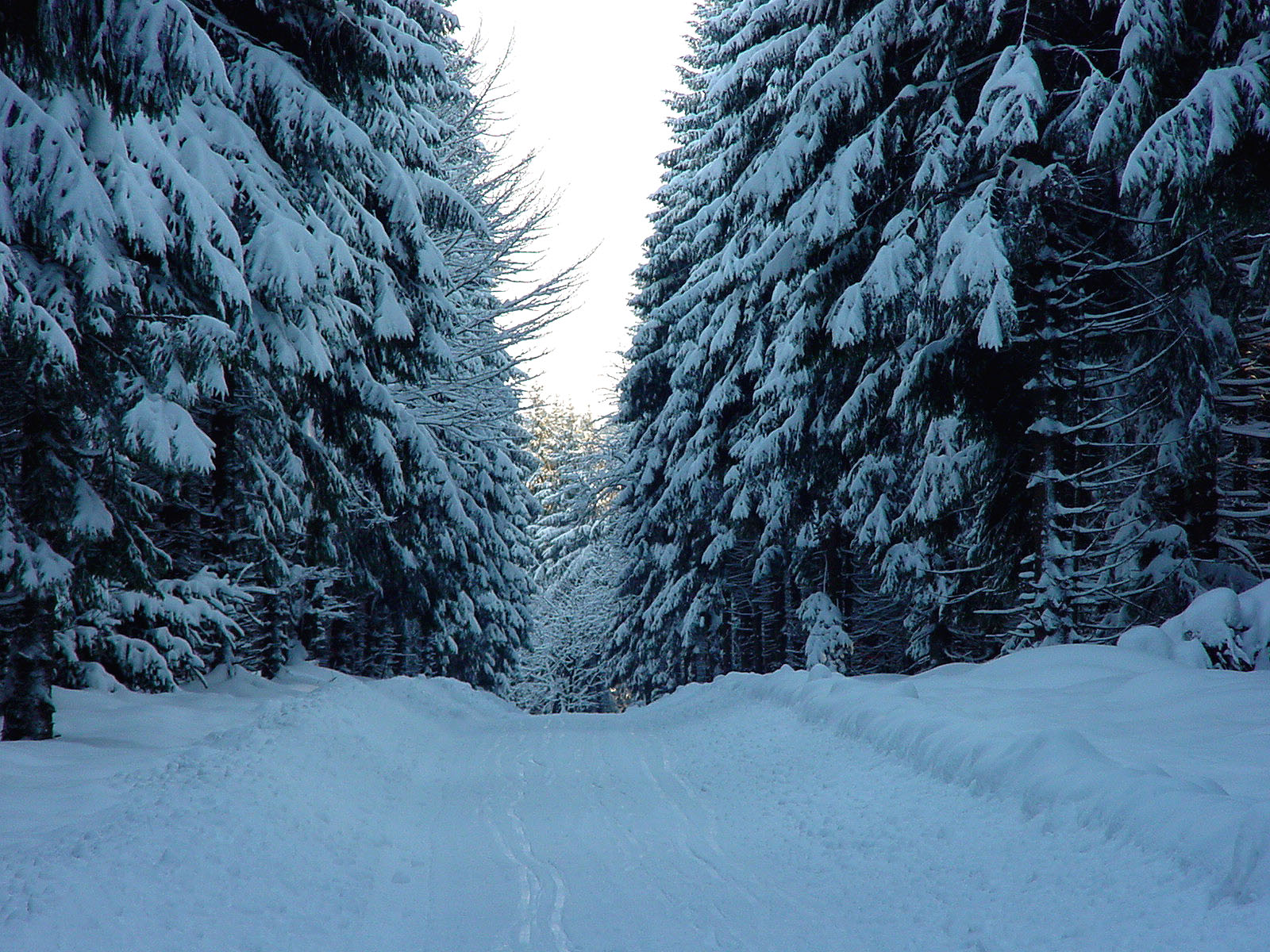 Loipe durch Winterwald Loipe durch Winterwald